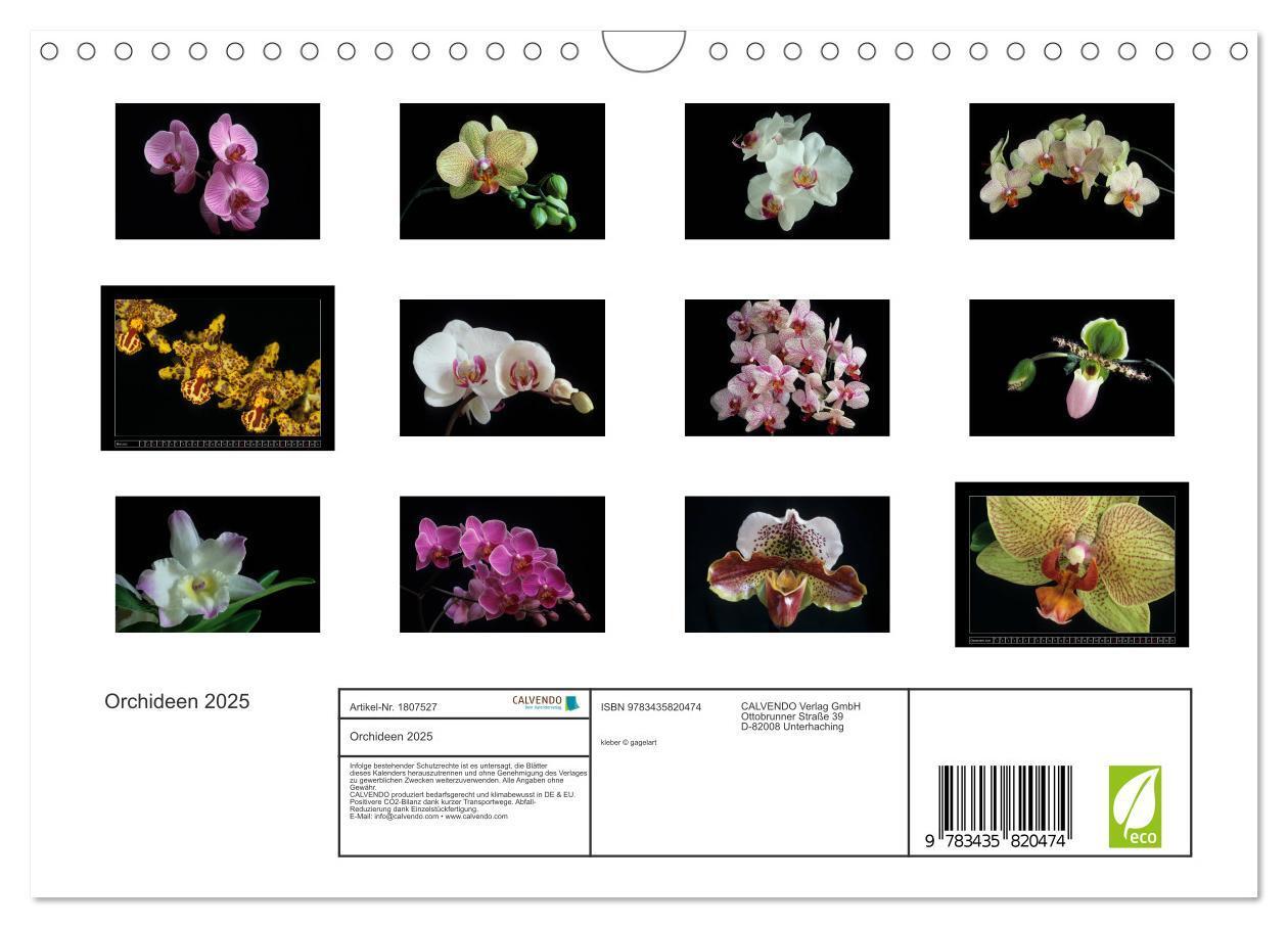 Bild: 9783435820474 | Orchideen 2025 (Wandkalender 2025 DIN A4 quer), CALVENDO...