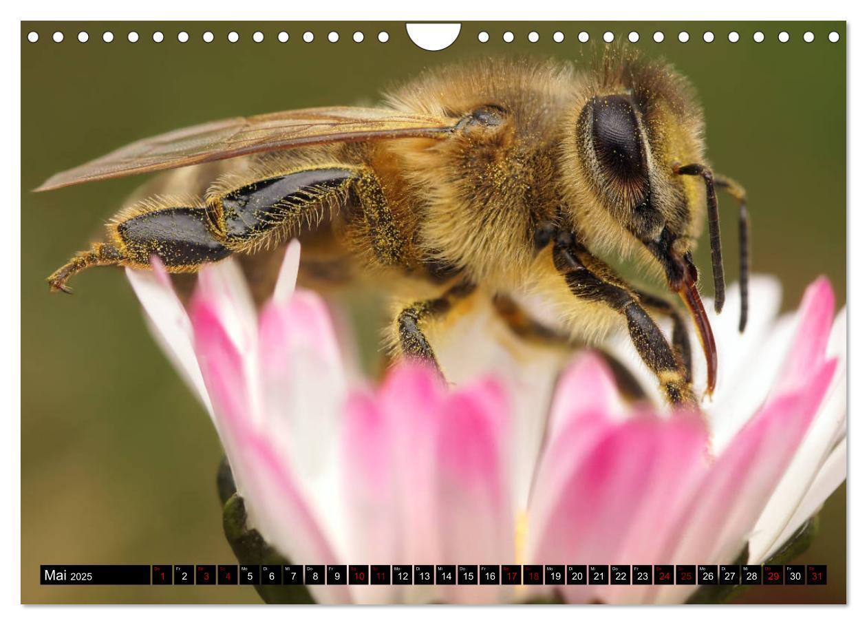 Bild: 9783435340965 | Faszination Makrofotografie: Wespen und Bienen (Wandkalender 2025...