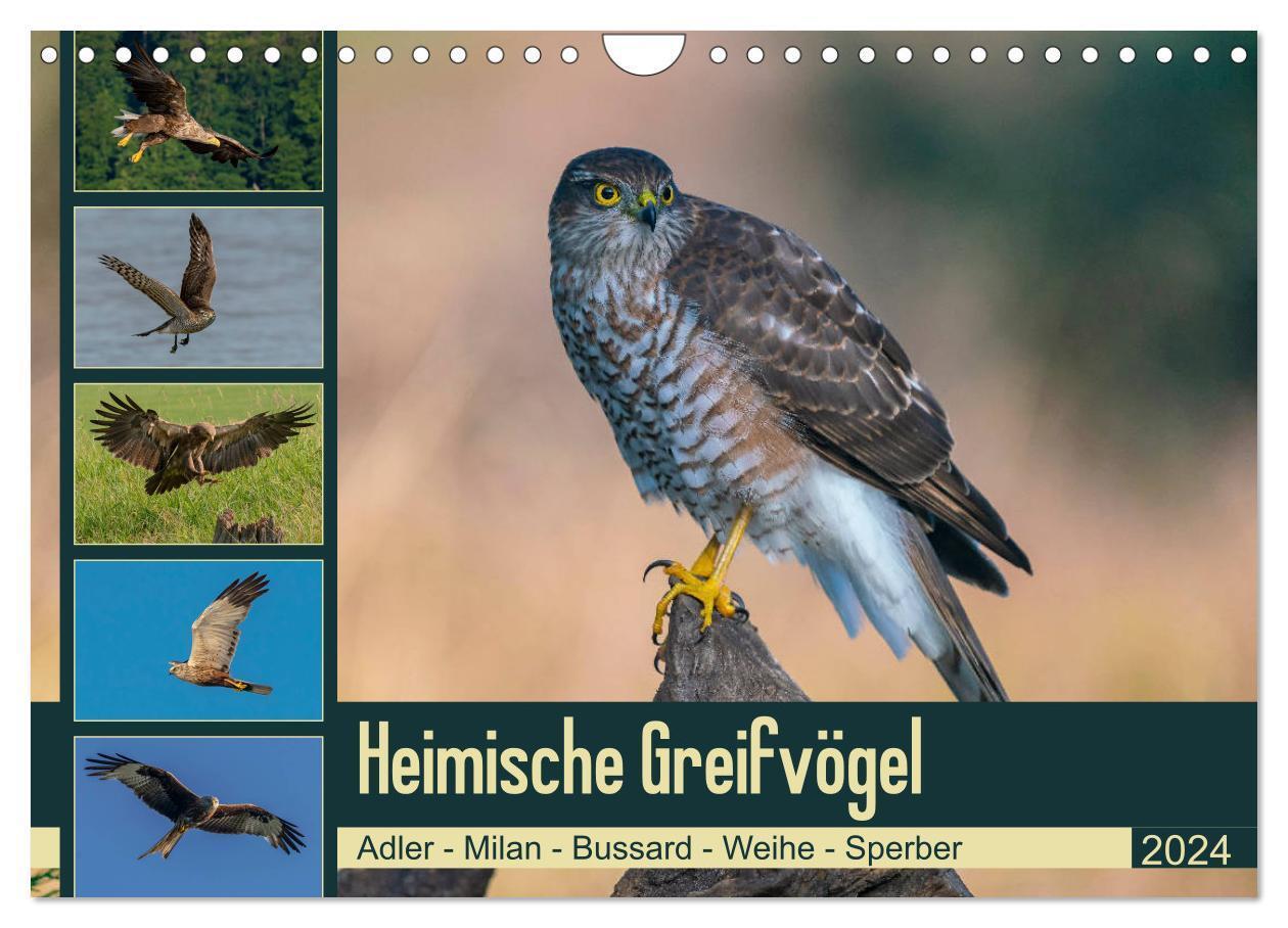 Cover: 9783675555082 | Heimische GREIFVÖGEL Adler Milan Bussard Weihe Sperber...