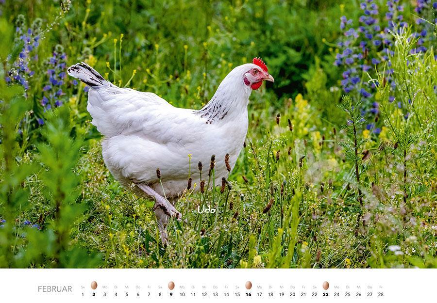 Bild: 9783966648202 | Hühner Kalender 2025 | Der Tierkalender mit den charmanten Namen