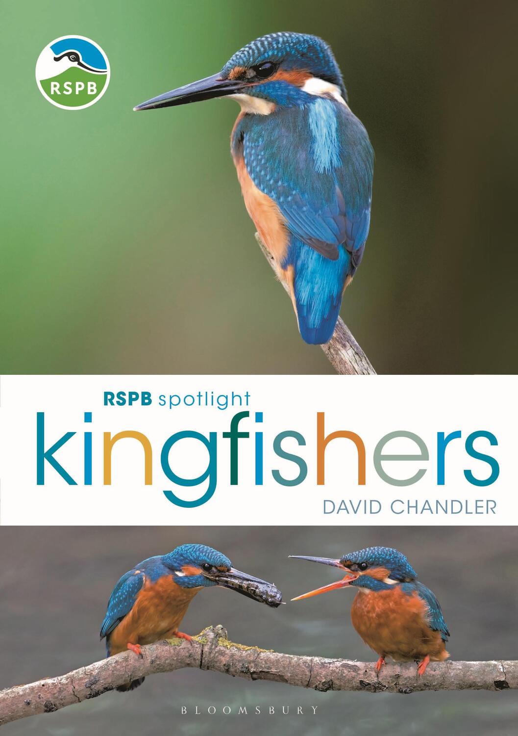 Cover: 9781472987617 | RSPB Spotlight Kingfishers | David Chandler | Taschenbuch | Englisch