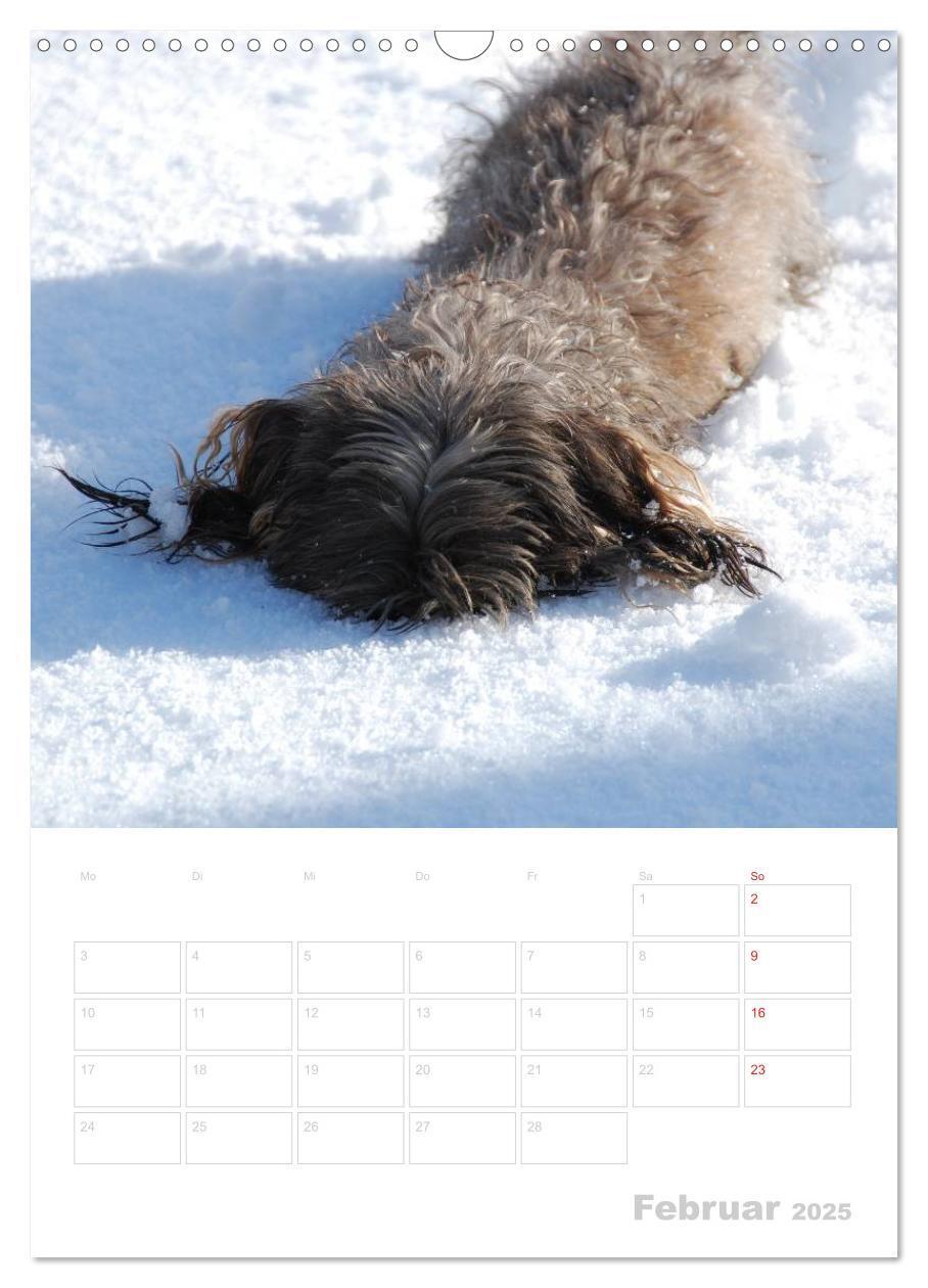 Bild: 9783457014097 | Der Dackel - mein kleiner Freund (Wandkalender 2025 DIN A3 hoch),...