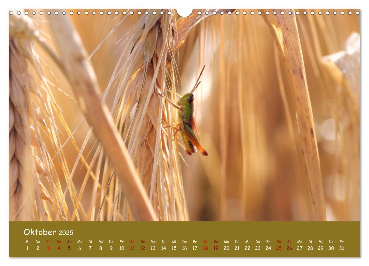 Bild: 9783435072873 | Insekten - Kleine Wunder (Wandkalender 2025 DIN A3 quer), CALVENDO...