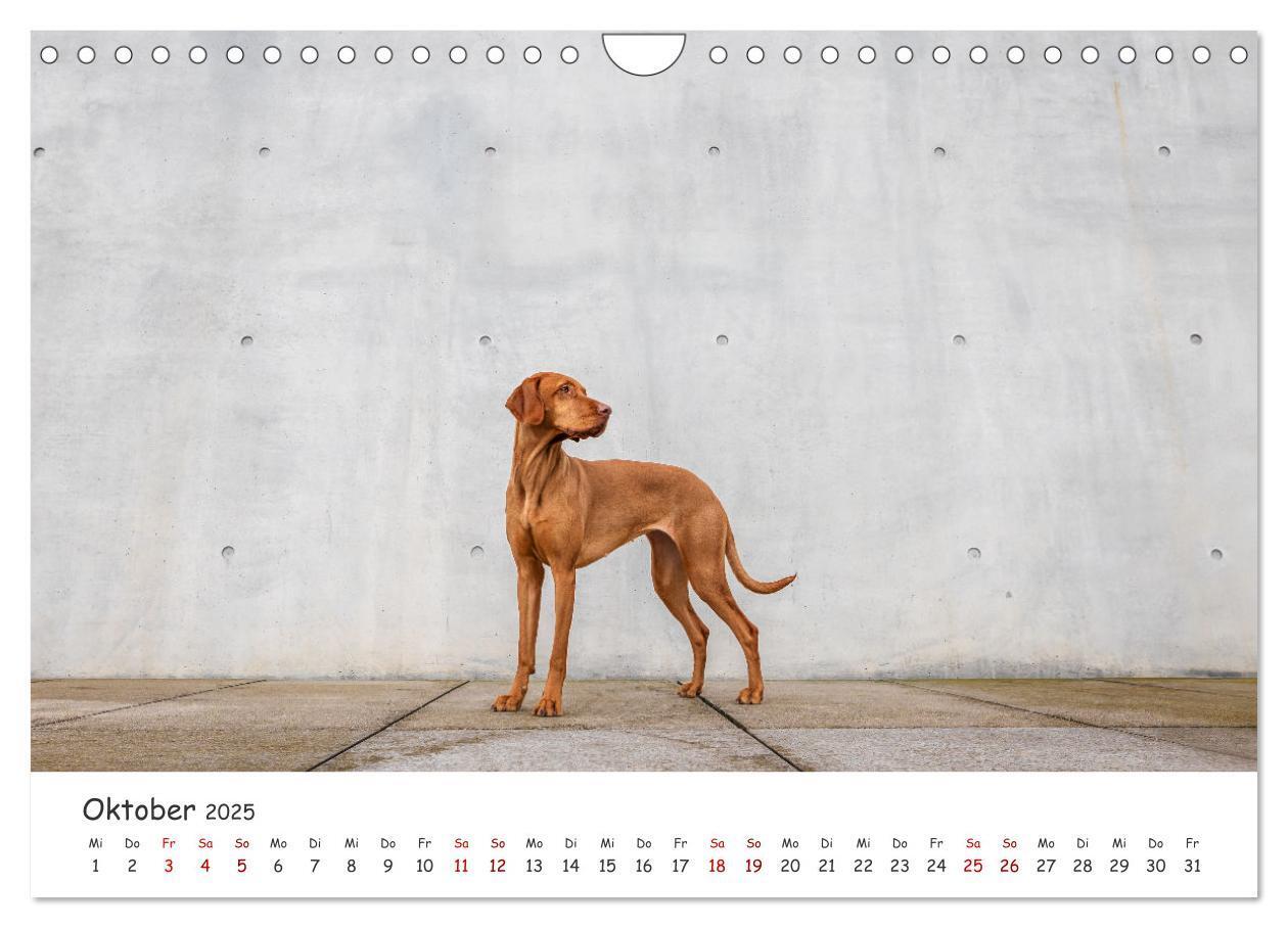 Bild: 9783457183526 | Berlin City Dogs - Berliner Hunde (Wandkalender 2025 DIN A4 quer),...