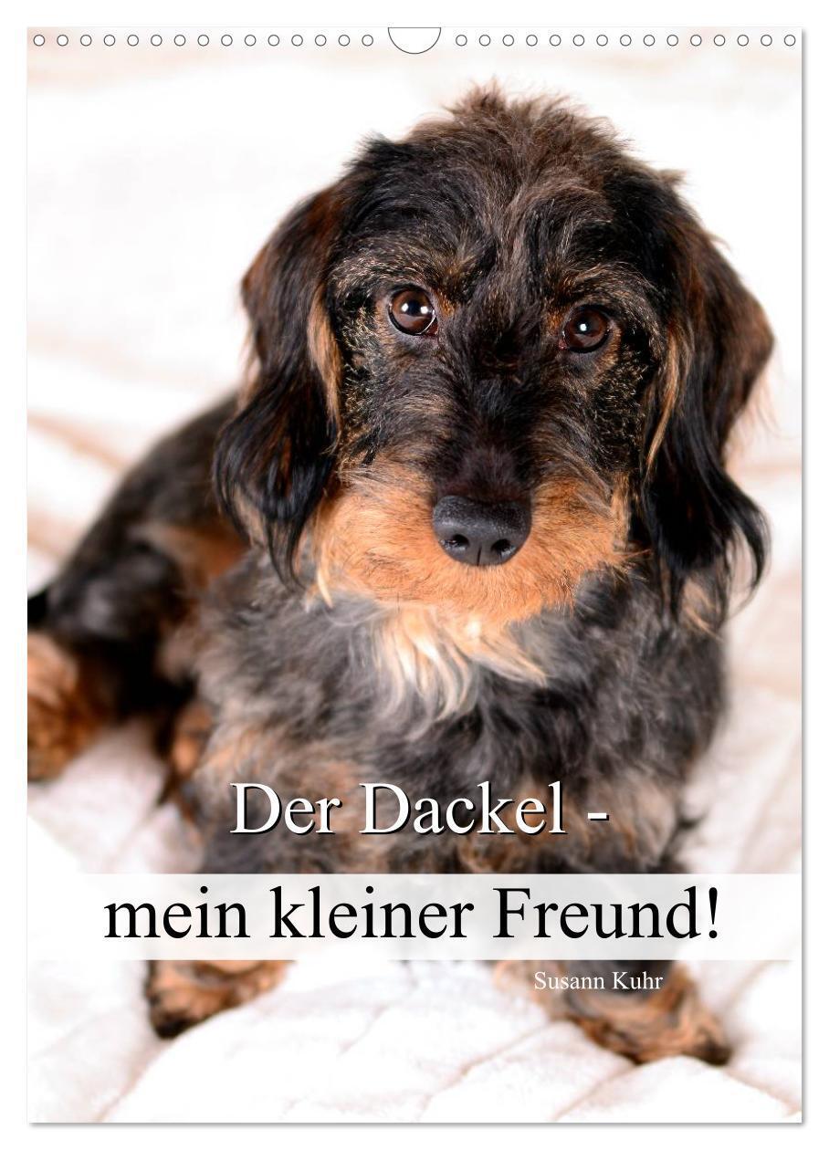 Cover: 9783675893276 | Der Dackel - mein kleiner Freund (Wandkalender 2024 DIN A3 hoch),...