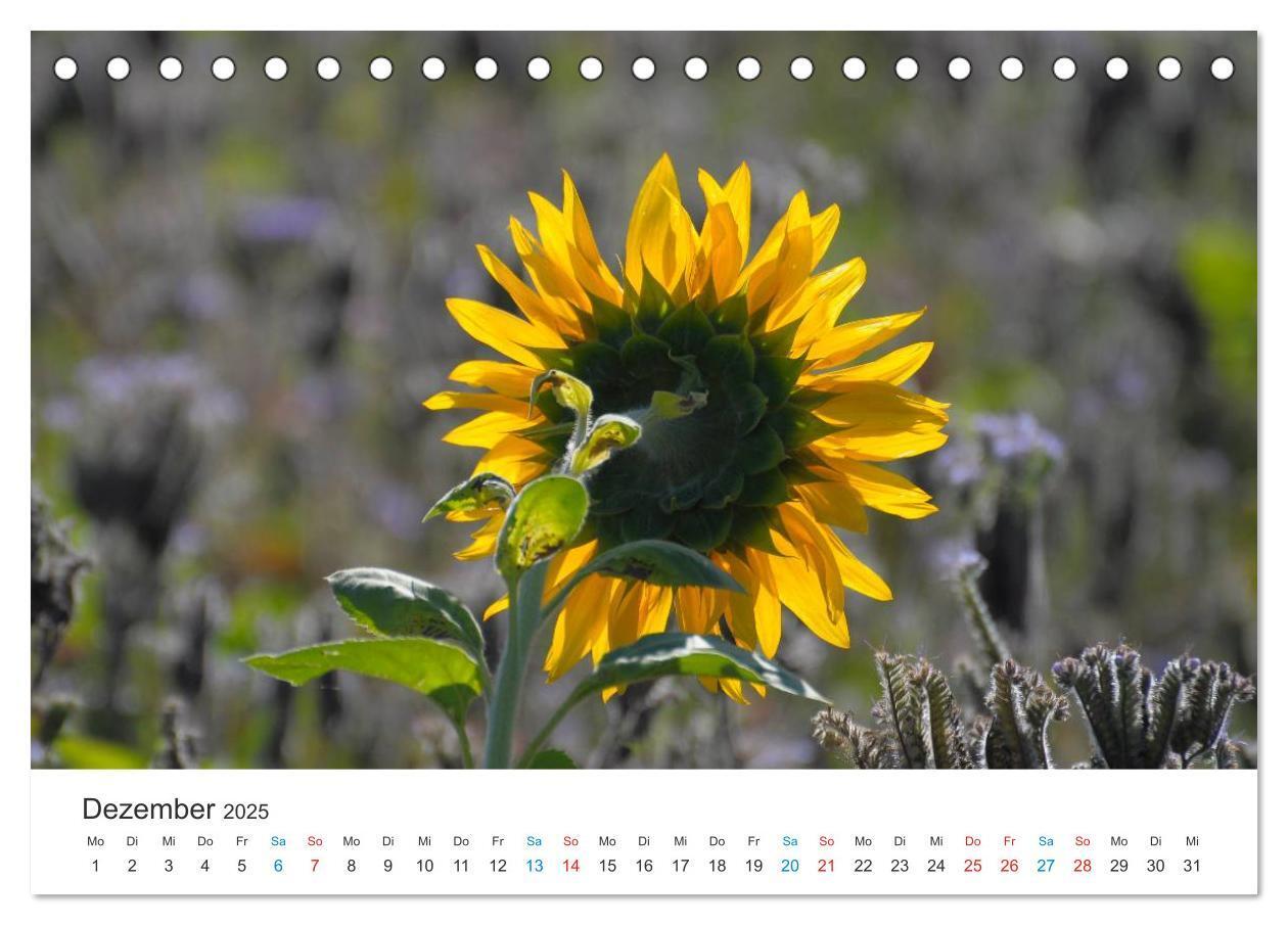 Bild: 9783435785841 | Sonnenblumen 2025 (Tischkalender 2025 DIN A5 quer), CALVENDO...