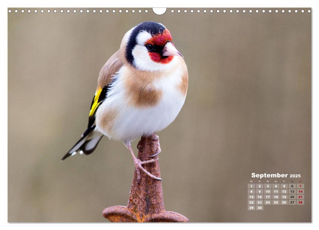 Bild: 9783435728817 | NATUR PUR - Singvögel ganz nah (Wandkalender 2025 DIN A3 quer),...