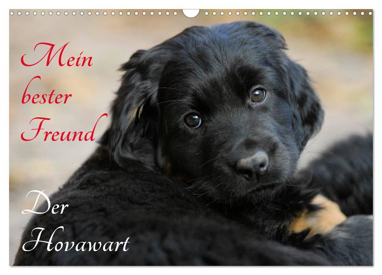 Cover: 9783383358159 | Mein bester Freund - Der Hovawart (Wandkalender 2024 DIN A3 quer),...