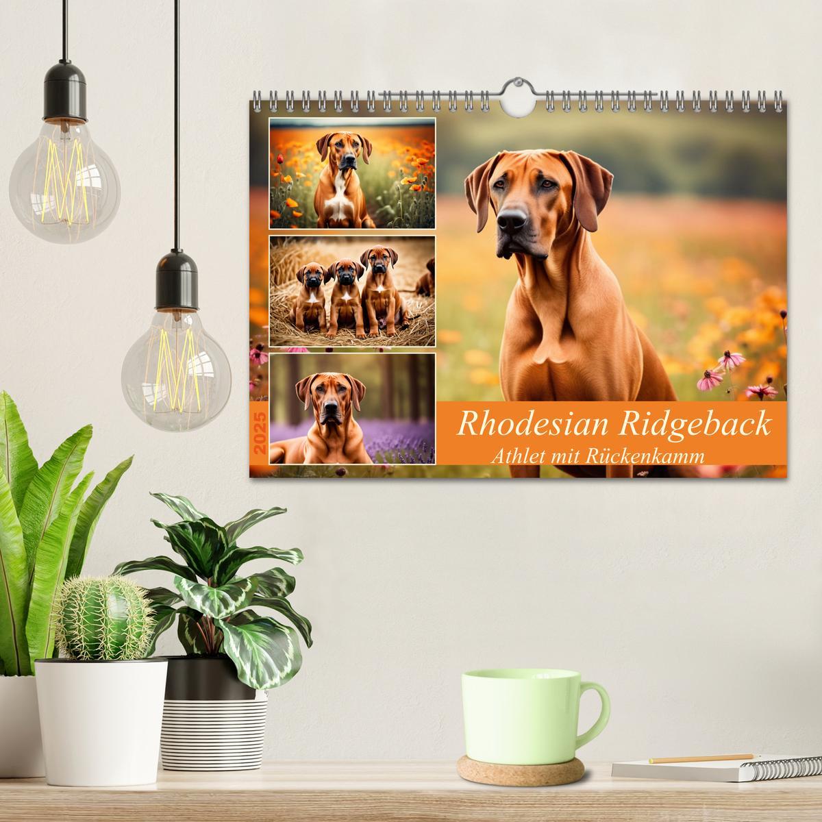 Bild: 9783457146033 | Rhodesian Ridgeback - Athlet mit Rückenkamm (Wandkalender 2025 DIN...