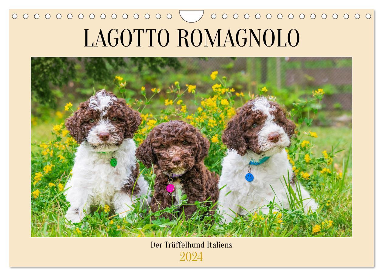 Cover: 9783383691164 | Lagotto Romagnolo - der Trüffelhund Italiens (Wandkalender 2024 DIN...