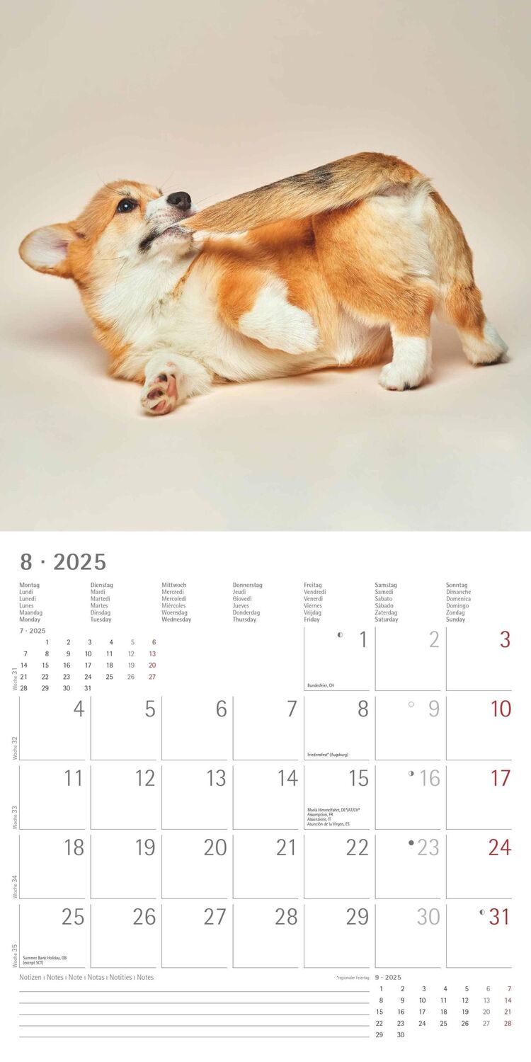 Bild: 4251732340810 | Funny Dogs 2025 - Broschürenkalender 30x30 cm (30x60 geöffnet) -...