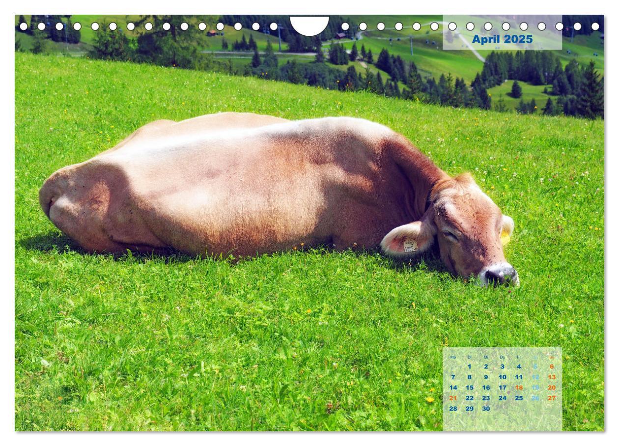 Bild: 9783435171569 | ALLGÄU, im Wandel der Jahreszeiten. (Wandkalender 2025 DIN A4...