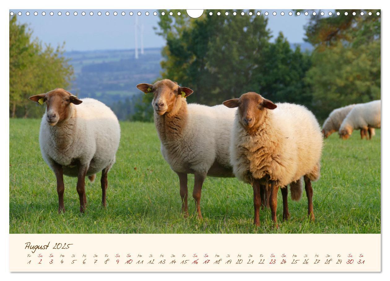 Bild: 9783435172832 | Coburger Fuchsschaf (Wandkalender 2025 DIN A3 quer), CALVENDO...