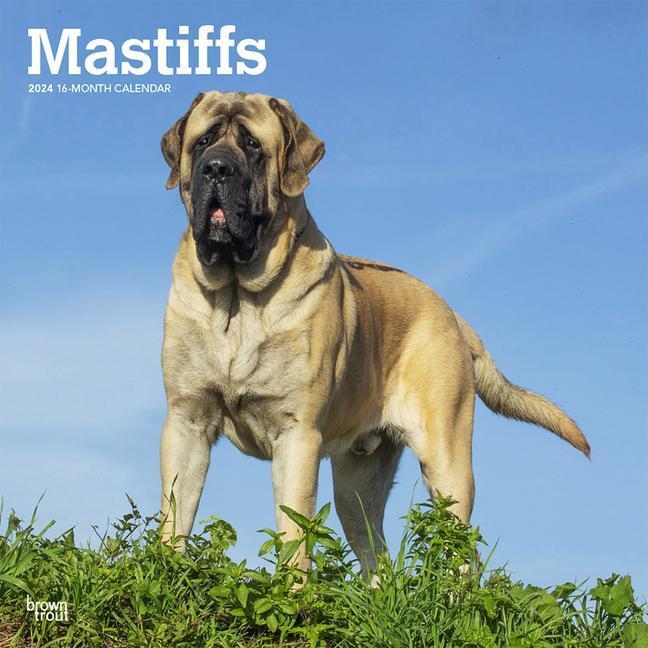 Cover: 9781975463878 | Mastiffs 2024 Square | Browntrout | Kalender | Englisch | 2024