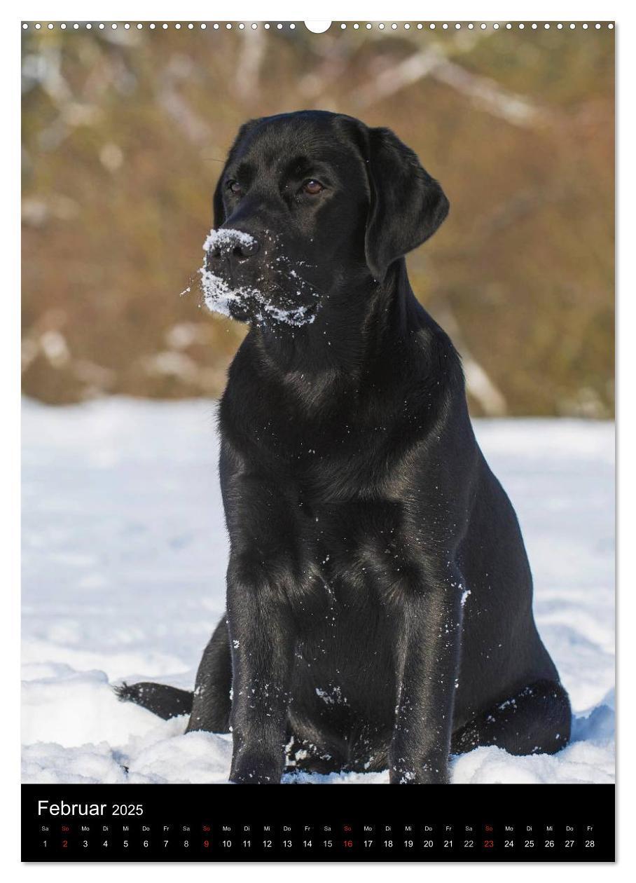 Bild: 9783457048573 | Faszination Labrador Retriever (Wandkalender 2025 DIN A2 hoch),...