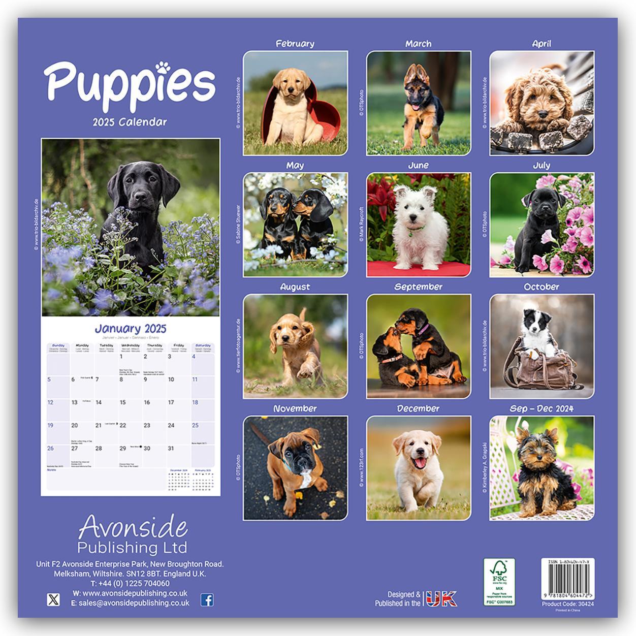 Rückseite: 9781804604472 | Puppies - Welpen 2025 16-Monatskalender | Avonside Publishing Ltd.