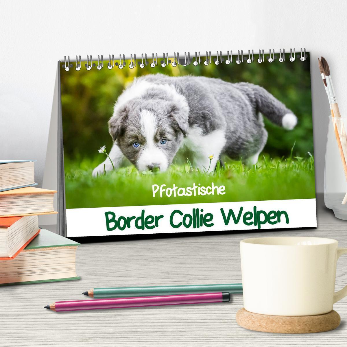 Bild: 9783435615322 | Pfotastische Border Collie Welpen (Tischkalender 2025 DIN A5 quer),...