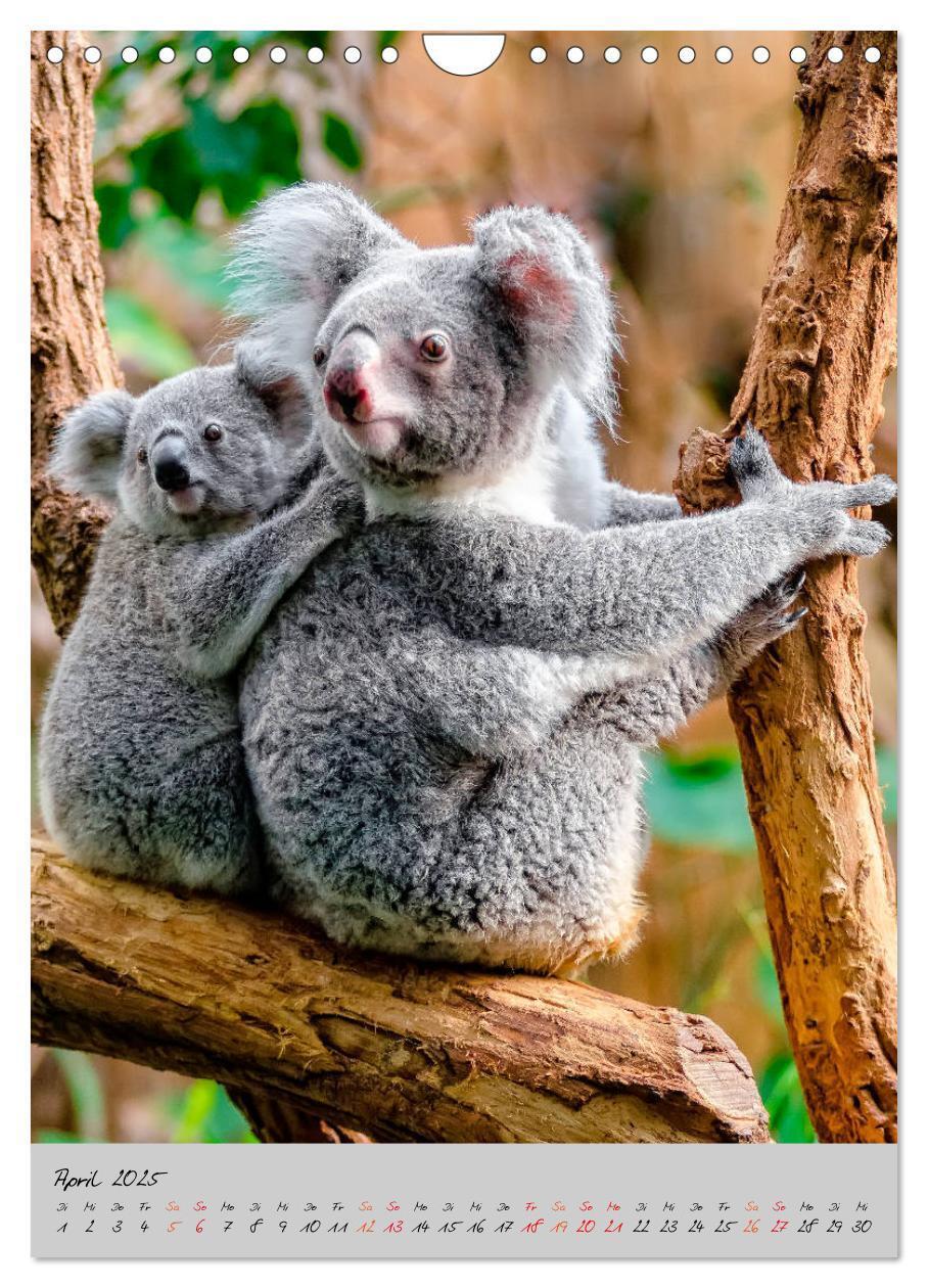 Bild: 9783435950577 | Koala, kleiner Bär (Wandkalender 2025 DIN A4 hoch), CALVENDO...