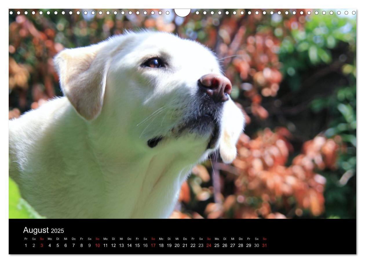 Bild: 9783435756575 | Labrador Retriever 2025 (Wandkalender 2025 DIN A3 quer), CALVENDO...