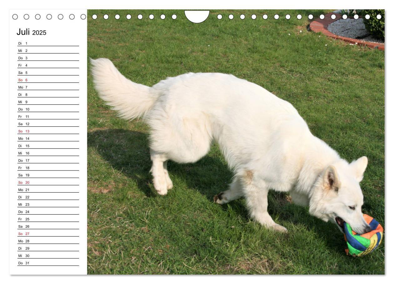 Bild: 9783435237982 | Berger Blanc Suisse - Weißer Schweizer Schäferhund (Wandkalender...