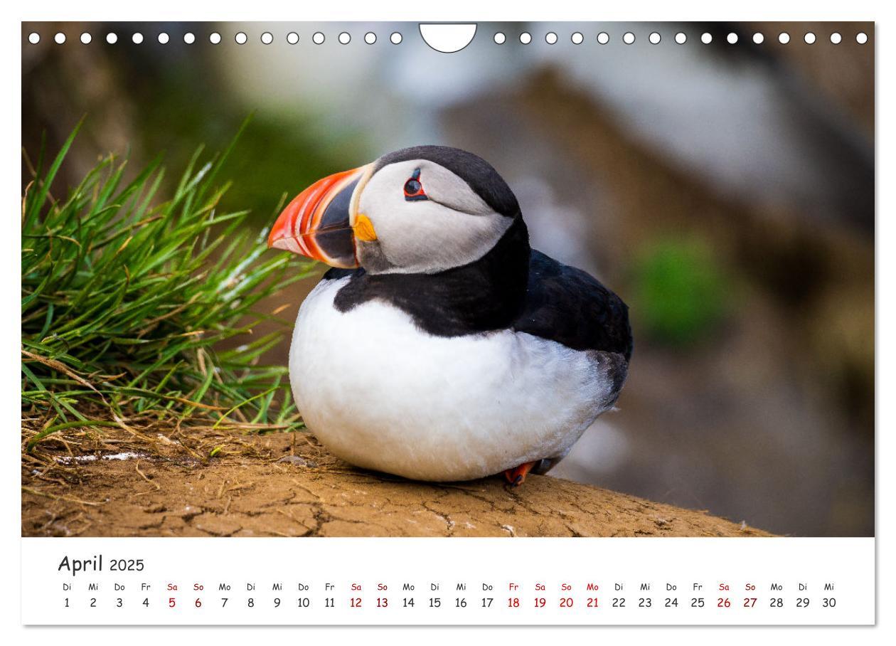 Bild: 9783383938412 | Die Welt der Papageientaucher - Islands Wildvögel (Wandkalender...