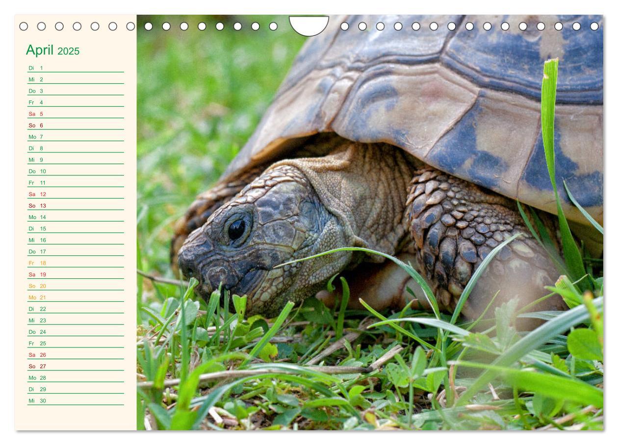 Bild: 9783435131983 | Meine Schildkröten - Geburtstagskalender (Wandkalender 2025 DIN A4...