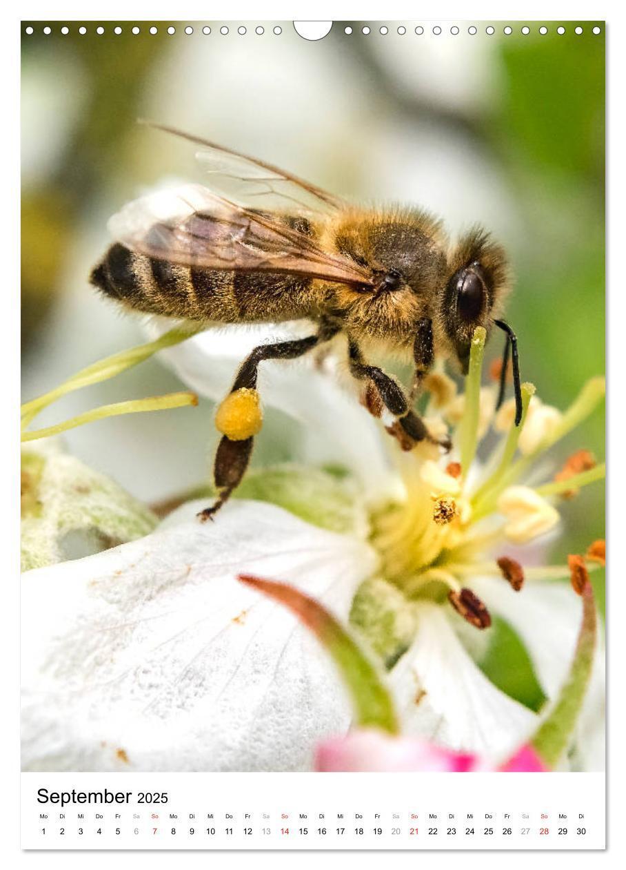 Bild: 9783435966448 | BIENEN - Kleine Nützlinge ganz nah (Wandkalender 2025 DIN A3 hoch),...