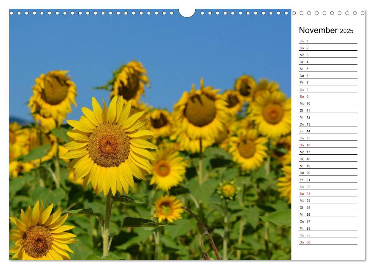 Bild: 9783435476770 | Ein Jahr lang Sonnenblumen (Wandkalender 2025 DIN A3 quer),...