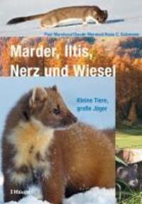 Cover: 9783258074658 | Marder, Iltis, Nerz und Wiesel | Kleine Tiere, große Jäger | Buch