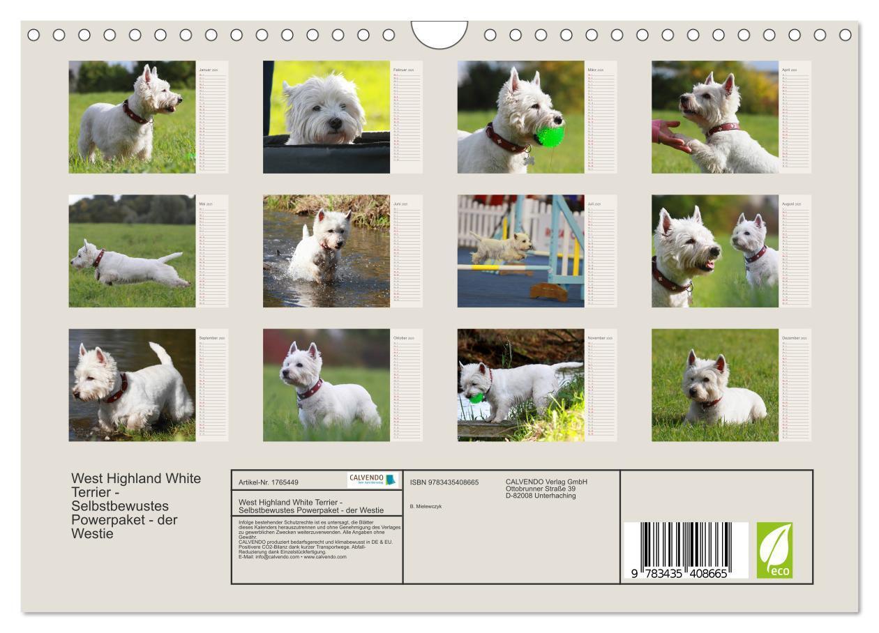 Bild: 9783435408665 | West Highland White Terrier - Selbstbewustes Powerpaket - der...