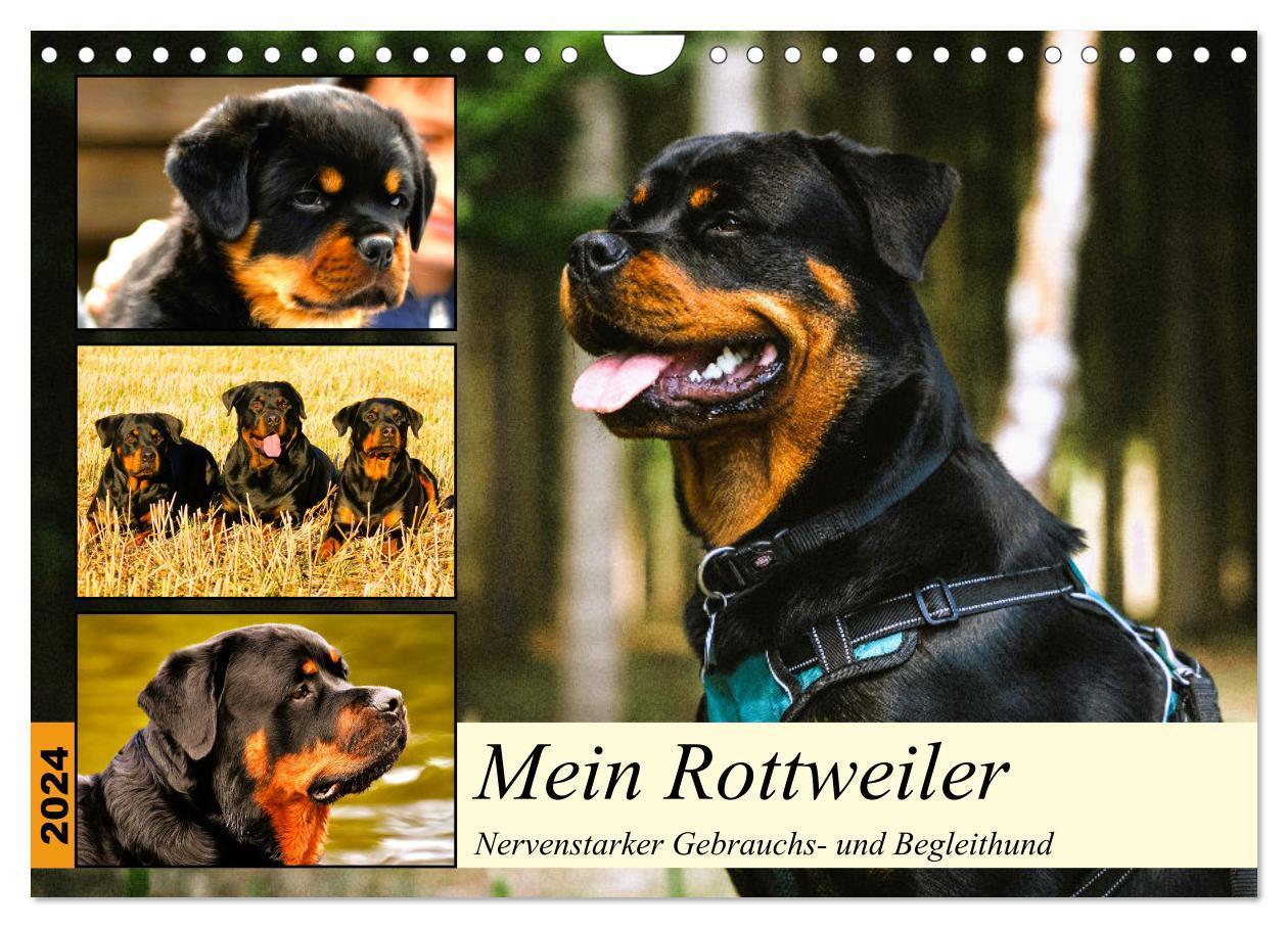 Cover: 9783675646766 | Mein Rottweiler. Nervenstarker Gebrauchs- und Begleithund...