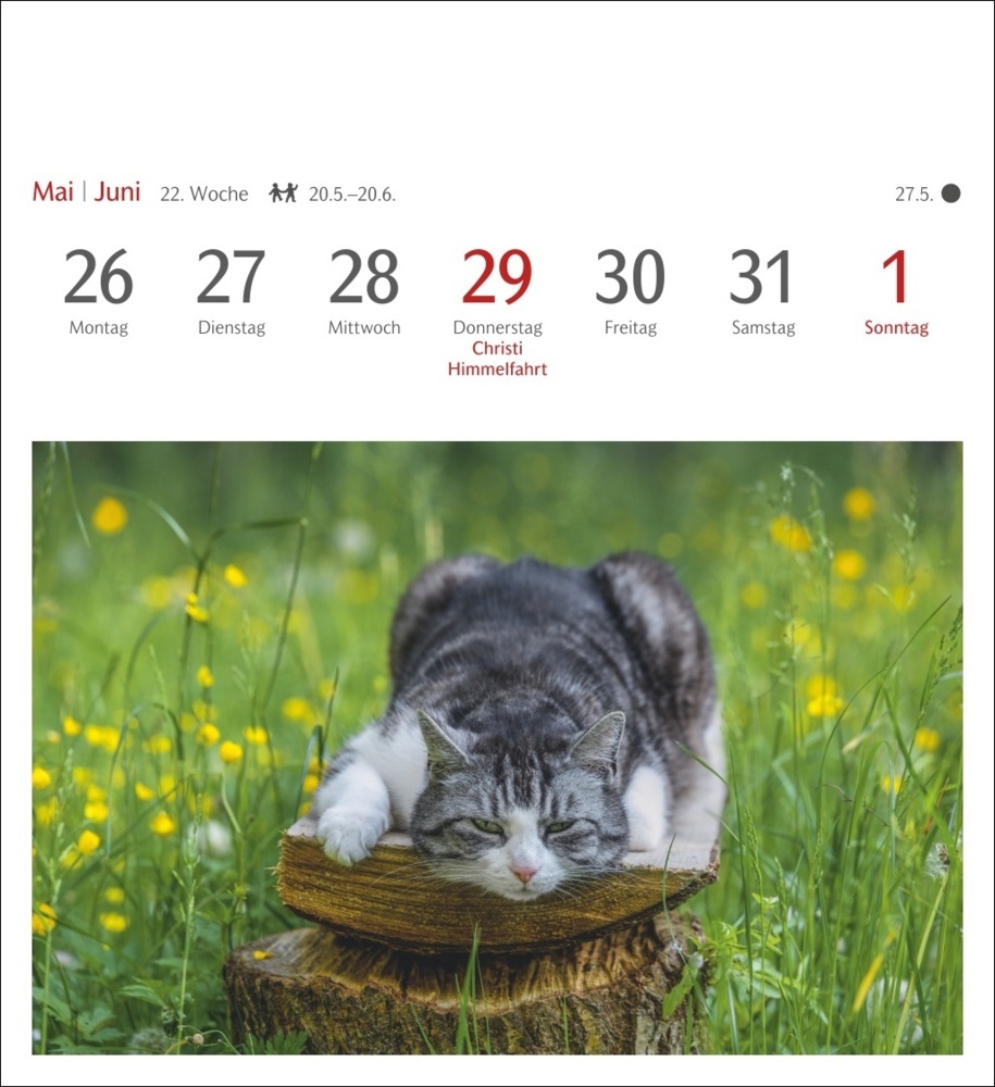 Bild: 9783840033490 | Katzen Postkartenkalender 2025 - Wochenkalender mit 53 Postkarten