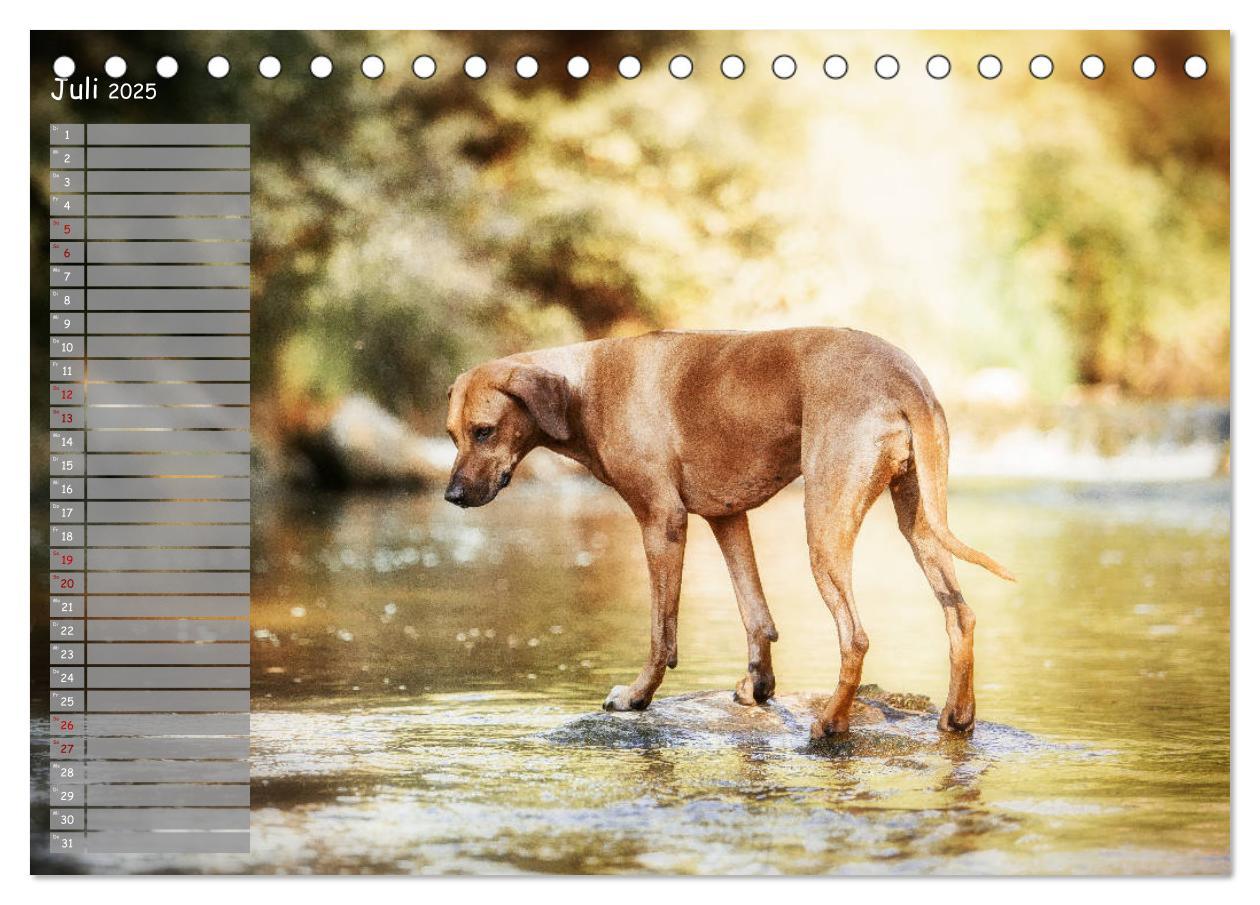 Bild: 9783435357253 | Rhodesian Ridgeback - Herzen auf vier Pfoten (Tischkalender 2025...