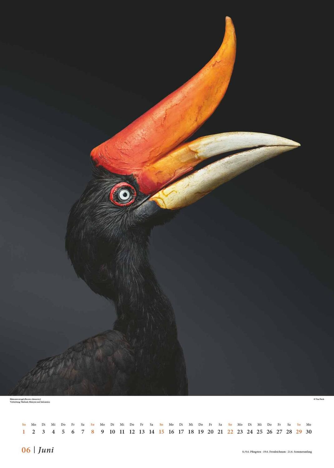 Bild: 4250809653549 | Tim Flach: Vögel 2025 - Posterkalender von DUMONT- Vogel-Porträts...