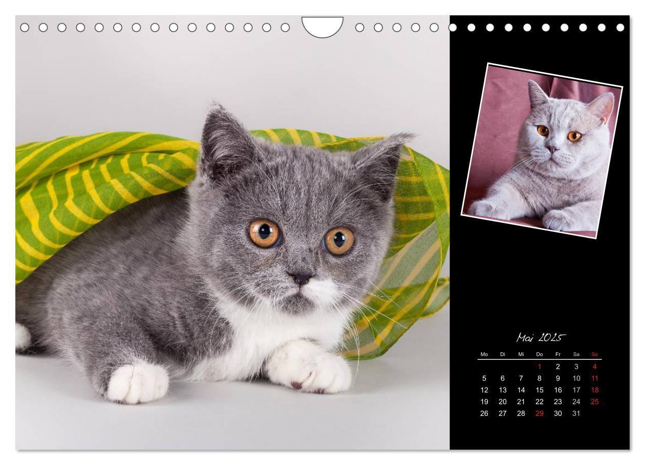 Bild: 9783435773404 | Britisch Kurzhaar Katzen (Wandkalender 2025 DIN A4 quer), CALVENDO...