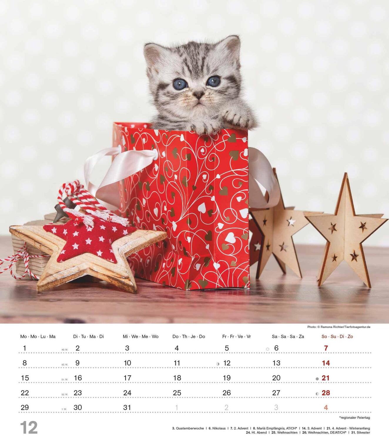 Bild: 4251732342159 | Niedliche Katzenkinder 2025 - Wand-Kalender - Tier-Kalender - 30x34