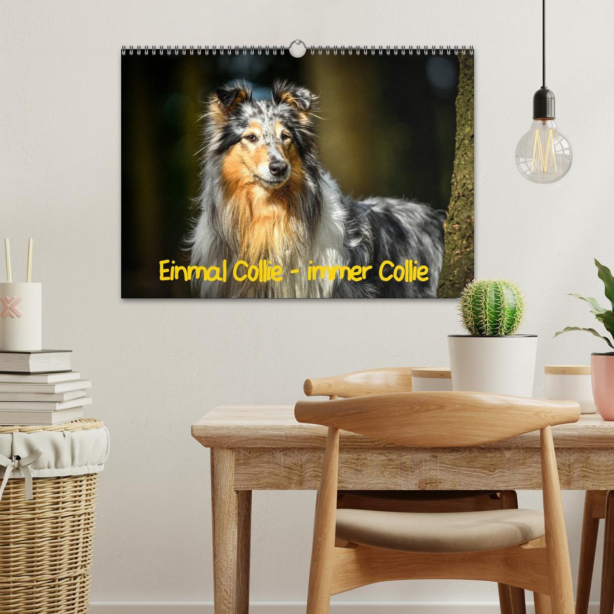 Bild: 9783435314089 | Einmal Collie - immer Collie (Wandkalender 2025 DIN A3 quer),...