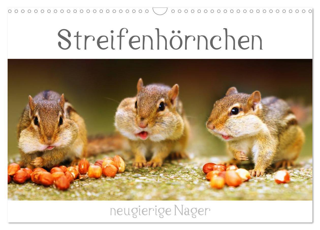 Cover: 9783383348969 | Streifenhörnchen - neugierige Nager (Wandkalender 2024 DIN A3...