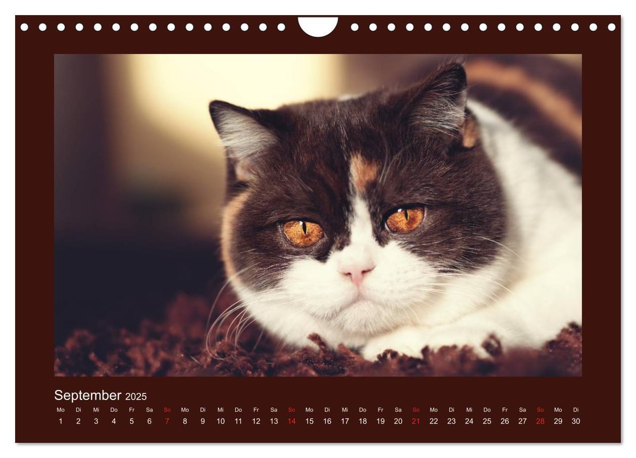 Bild: 9783435482917 | Britisch Kurzhaar Katzen - Poesie fürs Auge (Wandkalender 2025 DIN...