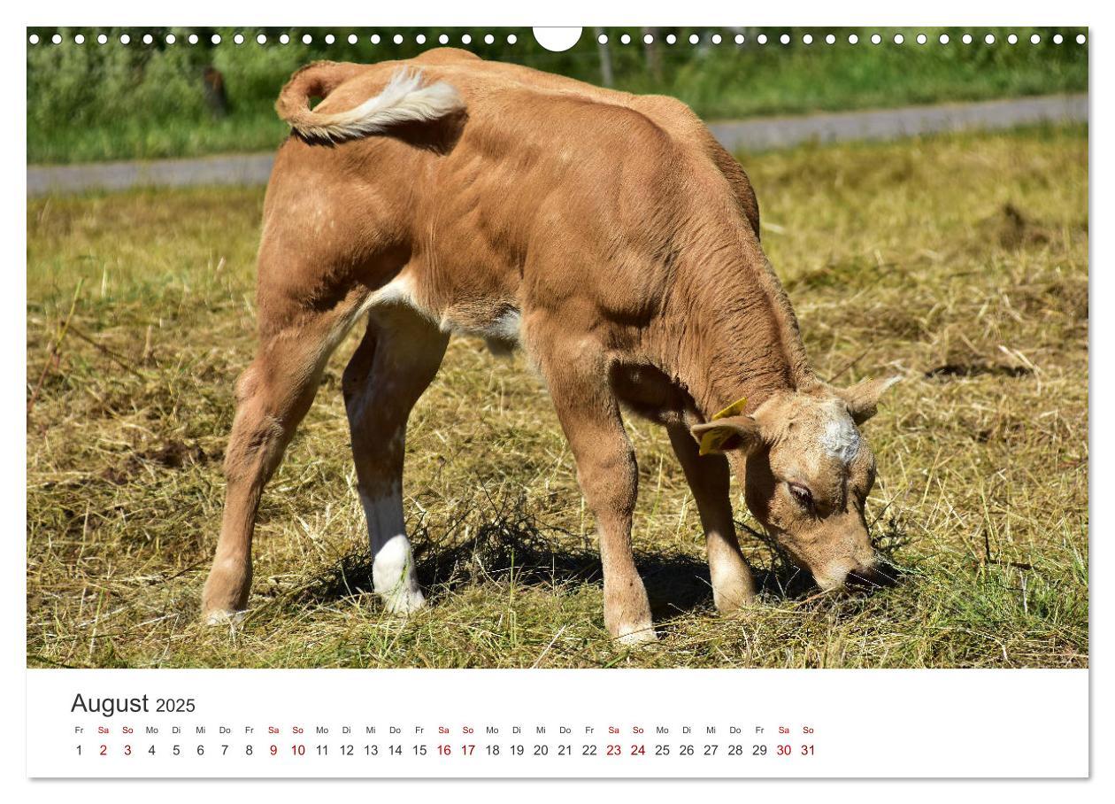 Bild: 9783435015184 | Kälber - Kleine Herzensbrecher auf den Wiesen (Wandkalender 2025...