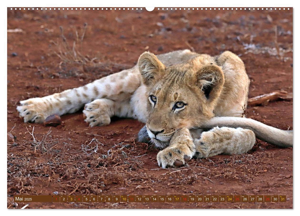 Bild: 9783435698332 | Katzen Afrikas (Wandkalender 2025 DIN A2 quer), CALVENDO...