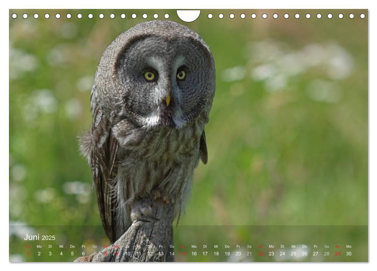 Bild: 9783435695263 | Eulen-Kalender (Wandkalender 2025 DIN A4 quer), CALVENDO...