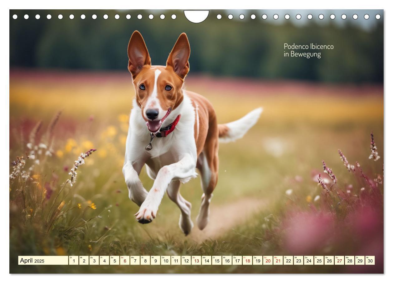 Bild: 9783457162057 | Windhunde im Portrait (Wandkalender 2025 DIN A4 quer), CALVENDO...