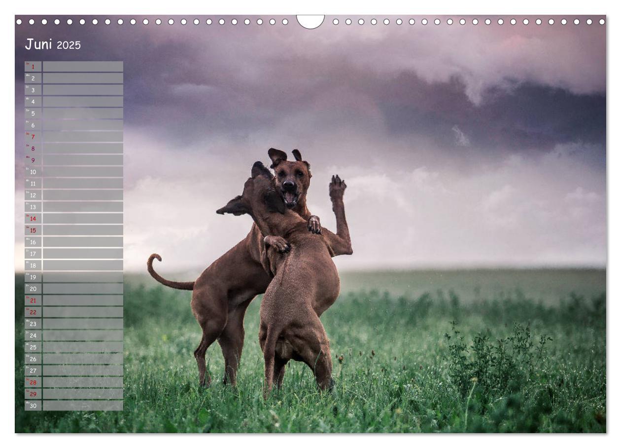 Bild: 9783435358267 | Rhodesian Ridgeback - Herzen auf vier Pfoten (Wandkalender 2025 DIN...