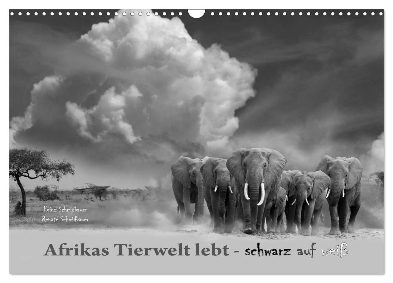 Cover: 9783383616310 | Afrikas Tierwelt lebt - schwarz auf weiß (Wandkalender 2024 DIN A3...