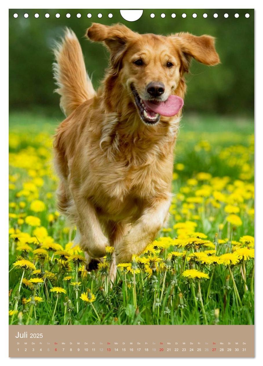 Bild: 9783457065129 | Golden Retriever (Wandkalender 2025 DIN A4 hoch), CALVENDO...