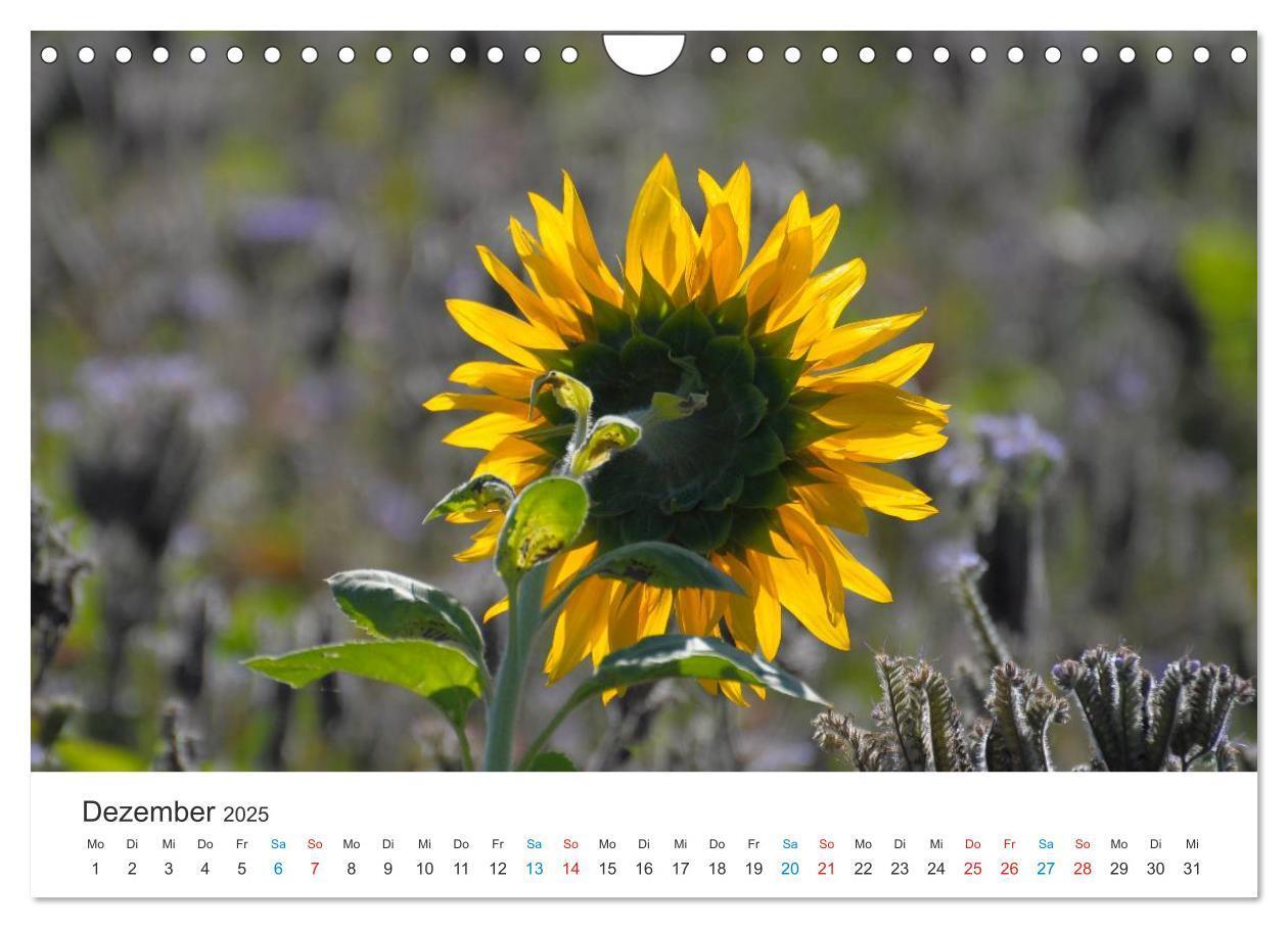 Bild: 9783435788514 | Sonnenblumen 2025 (Wandkalender 2025 DIN A4 quer), CALVENDO...