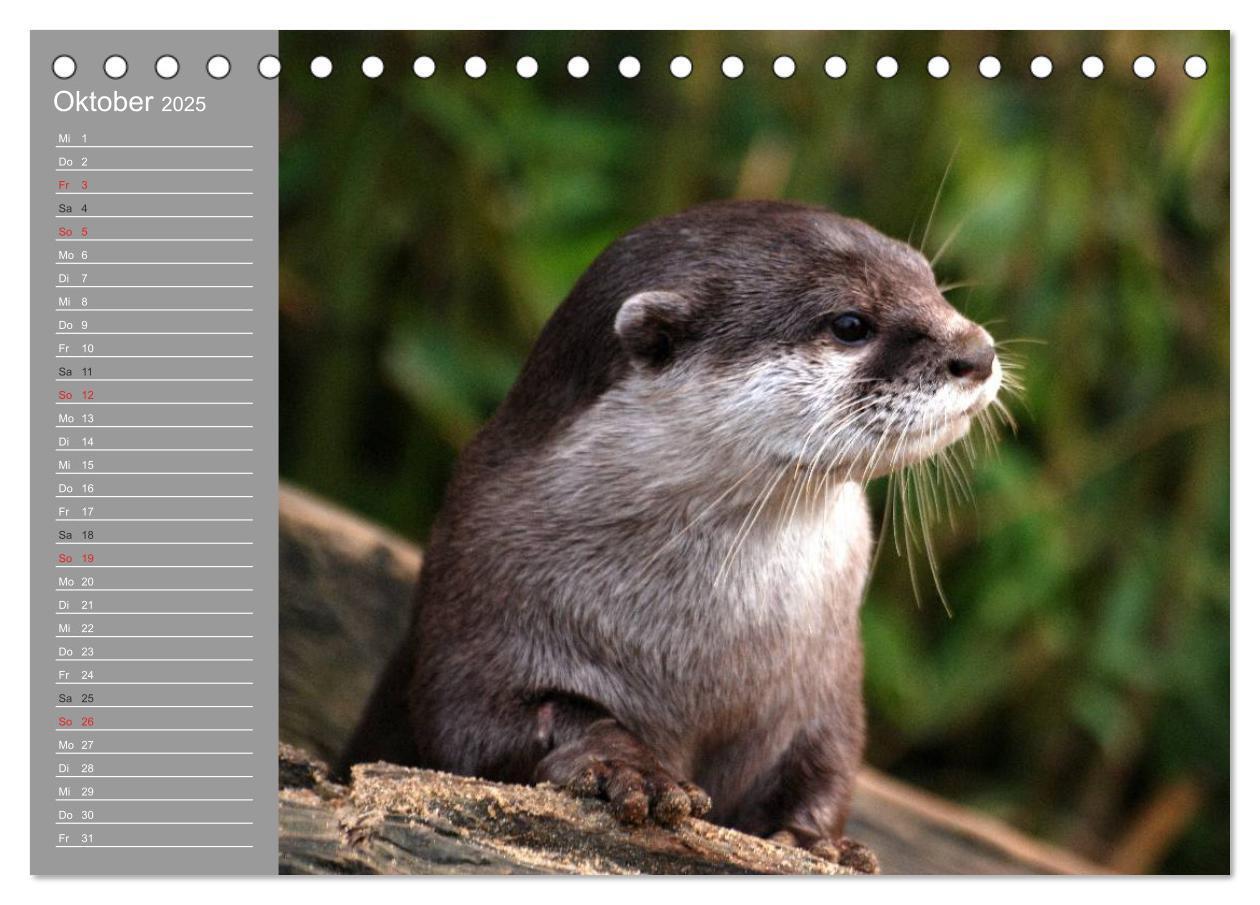 Bild: 9783435548415 | Otter. Frech, laut und clever (Tischkalender 2025 DIN A5 quer),...