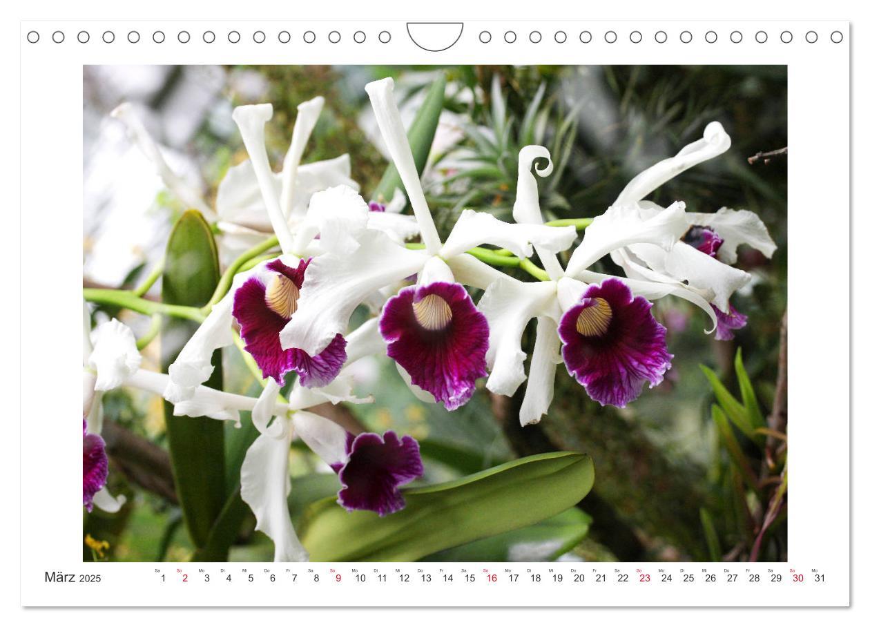 Bild: 9783435289455 | Orchideen Feuerwerk der Farben (Wandkalender 2025 DIN A4 quer),...