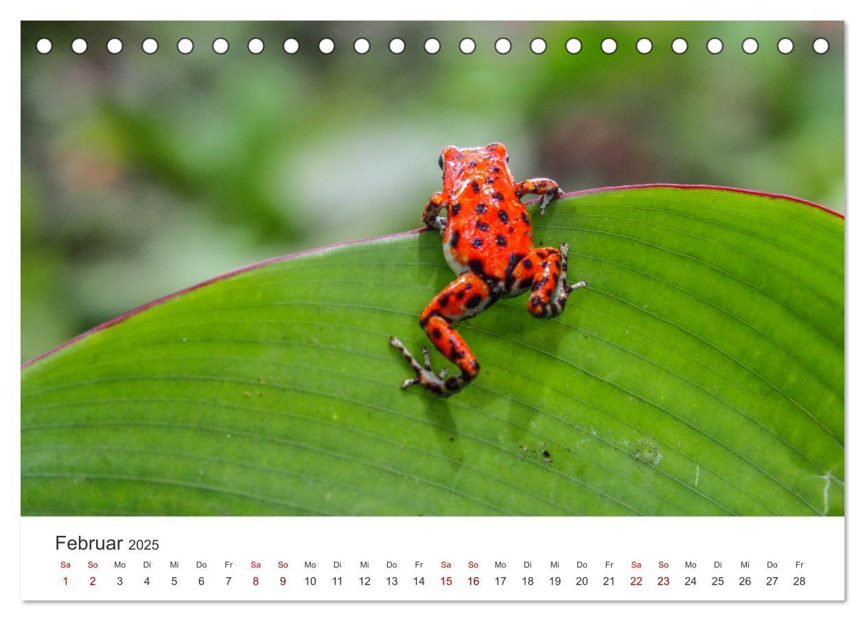 Bild: 9783435000395 | Frösche - Die wunderschöne Welt der bunten Hüpfer. (Tischkalender...